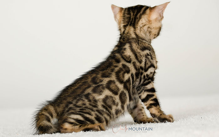 Bengal kitten for sale